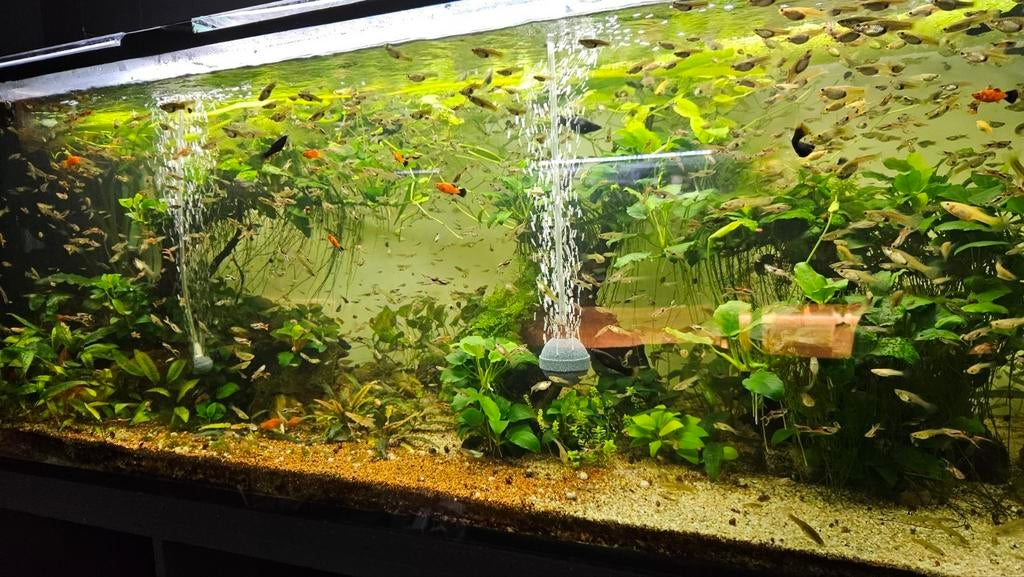 Endler guppys, Dieren en Toebehoren, Vissen | Aquariumvissen