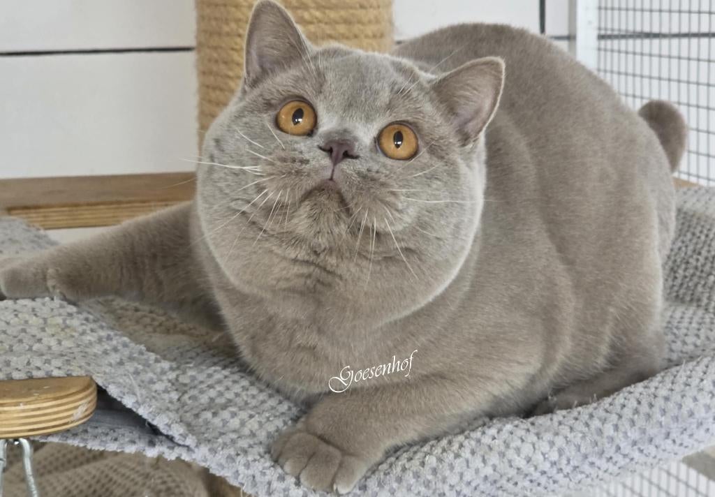 dekkater Billy met stamboom + DNA profiel, 0 à 2 ans
