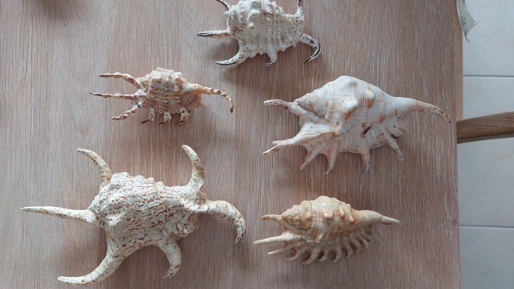 Coquillages Lambis Murex araignée, Ophalen, Schelp(en)