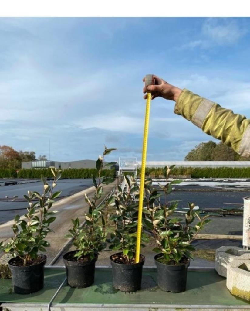 Elaeagnus ebbingei, kluit beschikbaar, Ophalen, Overige soorten, Struik