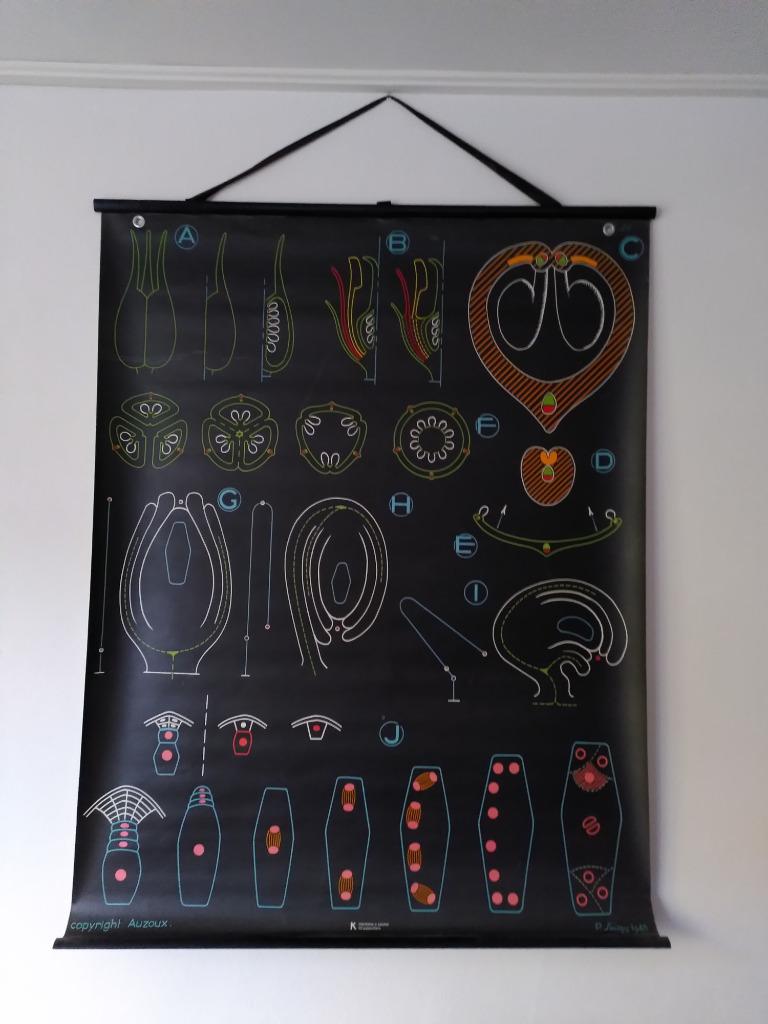 Affiche : van zaad tot ei, Ophalen, Gebruikt, Dier of Natuur