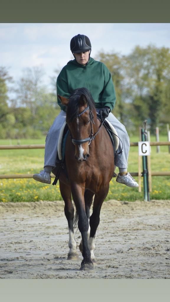 verzorgpaard/ halve stal gezocht., Dieren en Toebehoren, Meerdere dieren, Springpaard