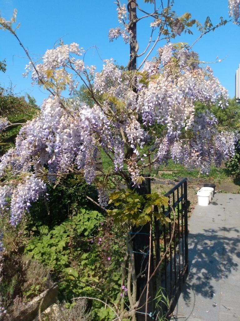 glycine, Enlèvement