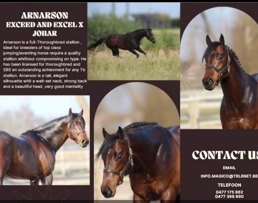 Goedgekeurde dekhengst, Hengst