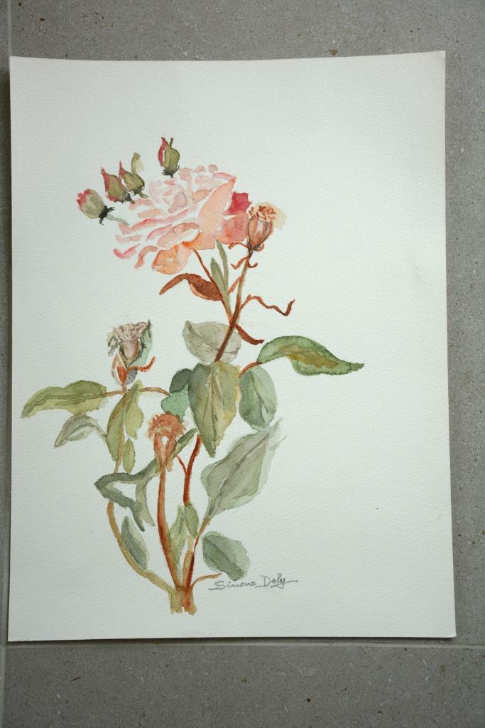 aquarel roos, Ophalen of Verzenden