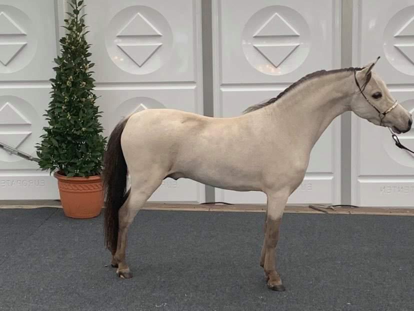 Amerikaans miniatuur paard, levenslang gekeurde dekhengst, Dieren en Toebehoren, Hengst