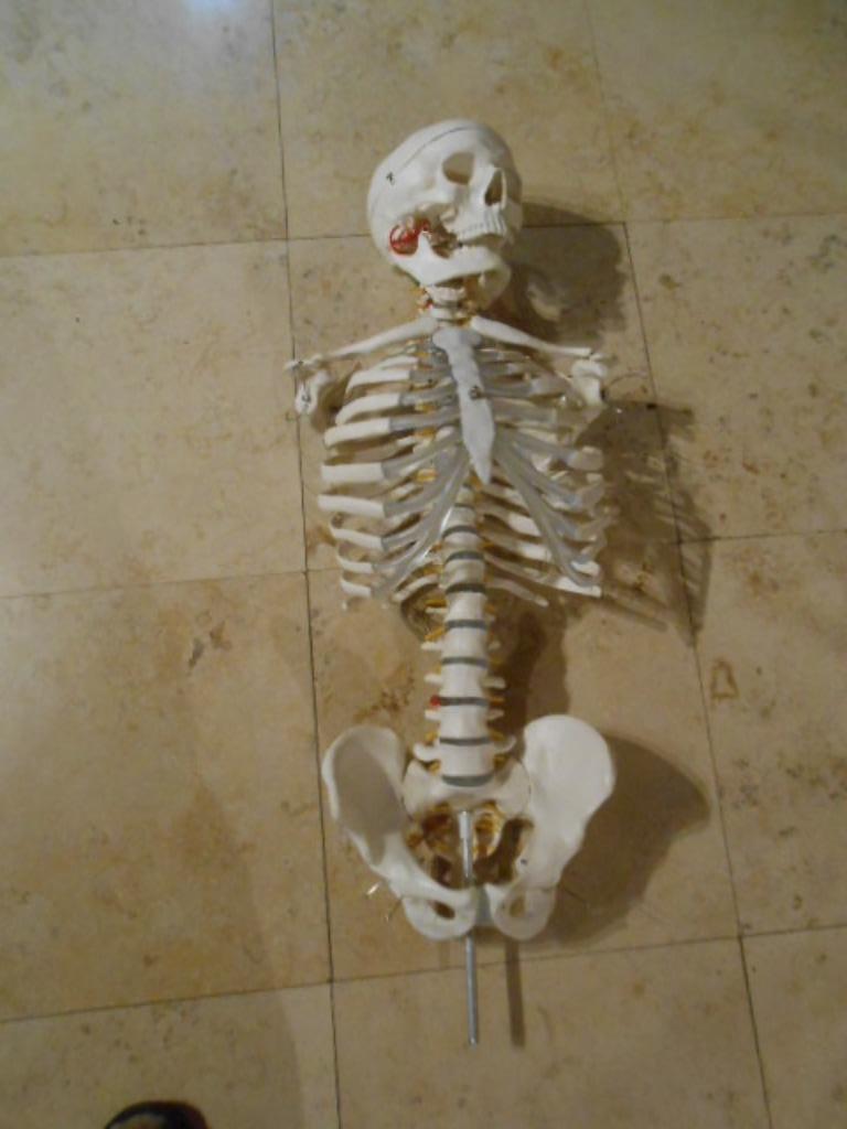 skelet anatomie kunststof - 90 cm, Diversen, Schoolbenodigdheden, Ophalen of Verzenden, Gebruikt