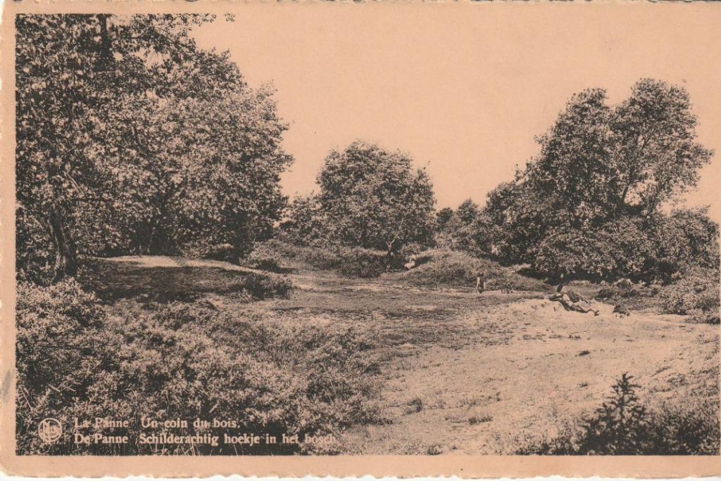 LA PANNE  DE PANNE  UN COIN DU BOIS   SCHILDERACHTIG HOEKJE, Enlèvement ou Envoi, Affranchie, Flandre Occidentale