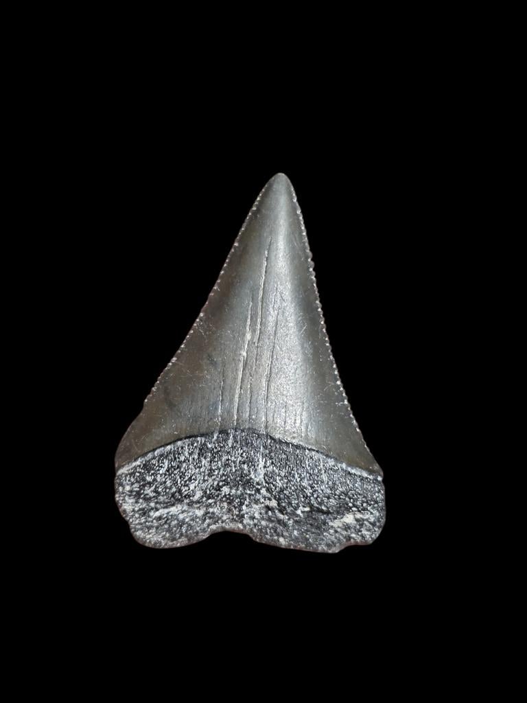 5) Grand carcharodon carcharias (requin blanc) de Bone Valle, Enlèvement ou Envoi, Fossile
