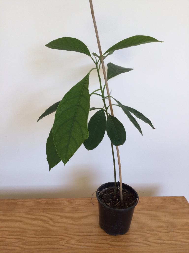 Advocadoplant, Ophalen