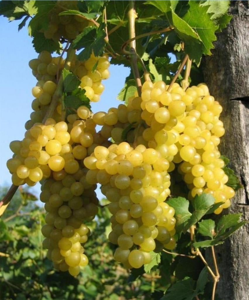 PLANTS DE RAISIN / VIGNES, 1 mètre, bleus et blancs, 12€/pc, Enlèvement ou Envoi, Printemps, Plante fixe, Plantes fruitières