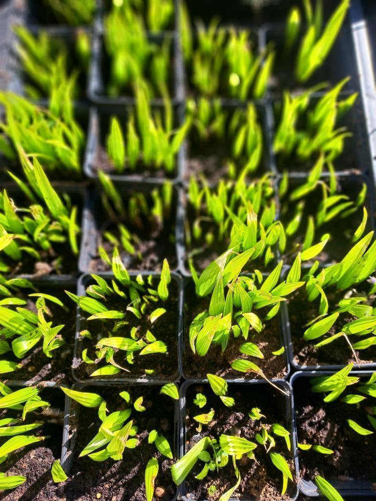 Startende palmboomjes winterhard +/-20 per pot, 0,5 eur stuk, Ophalen, Vaste plant, Overige soorten