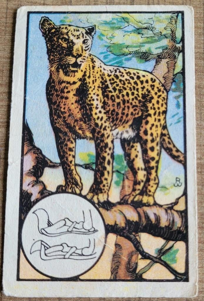 Verzamelprentje: reeks Zoologie (Kwatta), Ophalen of Verzenden, Gebruikt, Dier, Prent