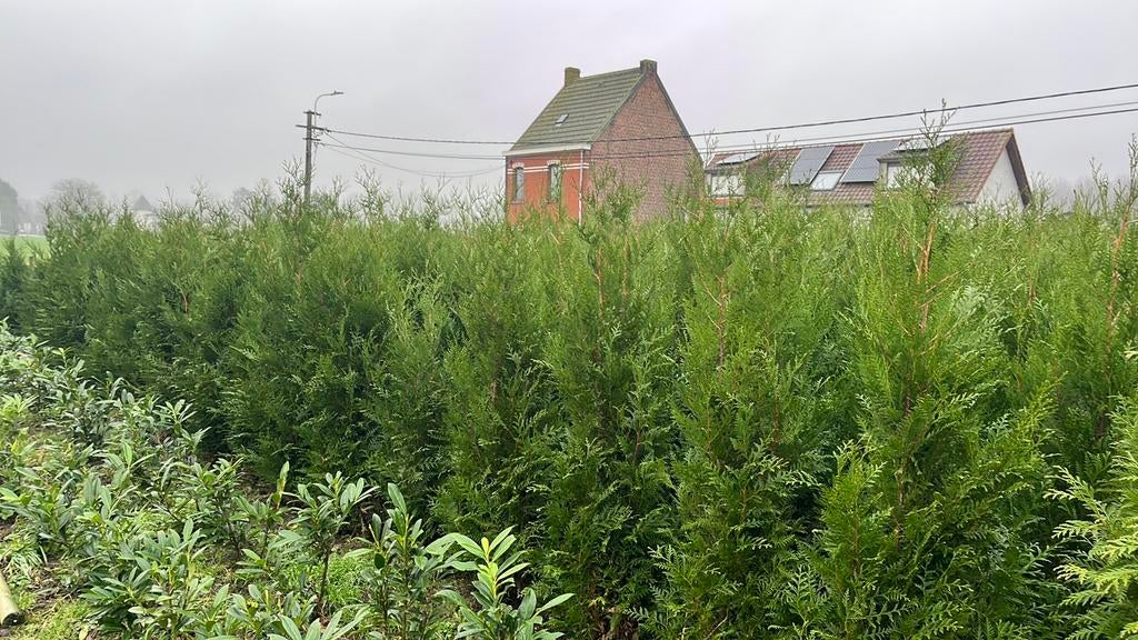 Thuya plicata ‘Atrovirens’ haagplant levensboom, Jardin & Terrasse, Plantes | Arbustes & Haies, Enlèvement, Haie