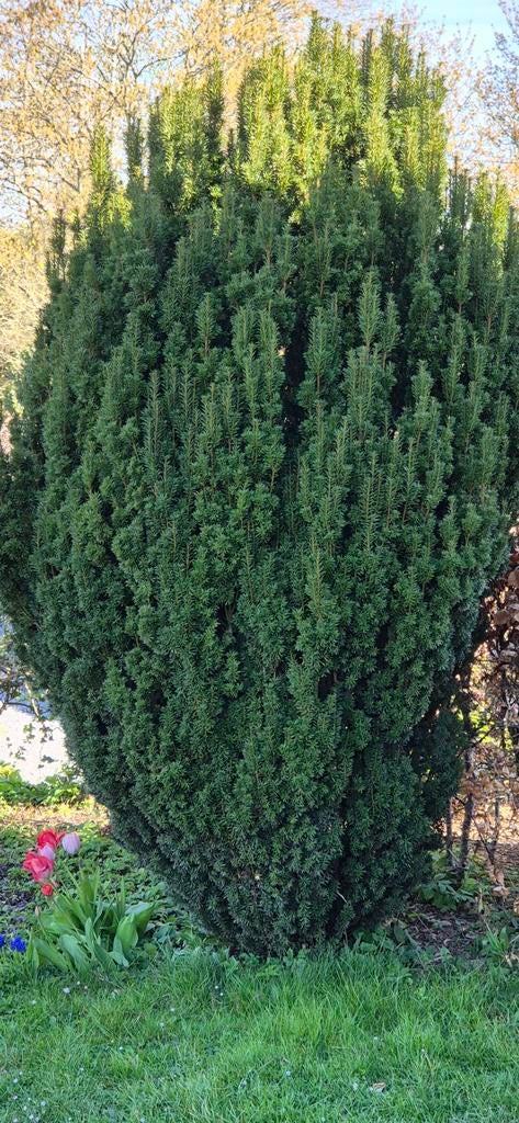 Libre cette semaine Conifère TAXUS de taille environ 2m, Tuin en Terras, Planten | Bomen, Ophalen