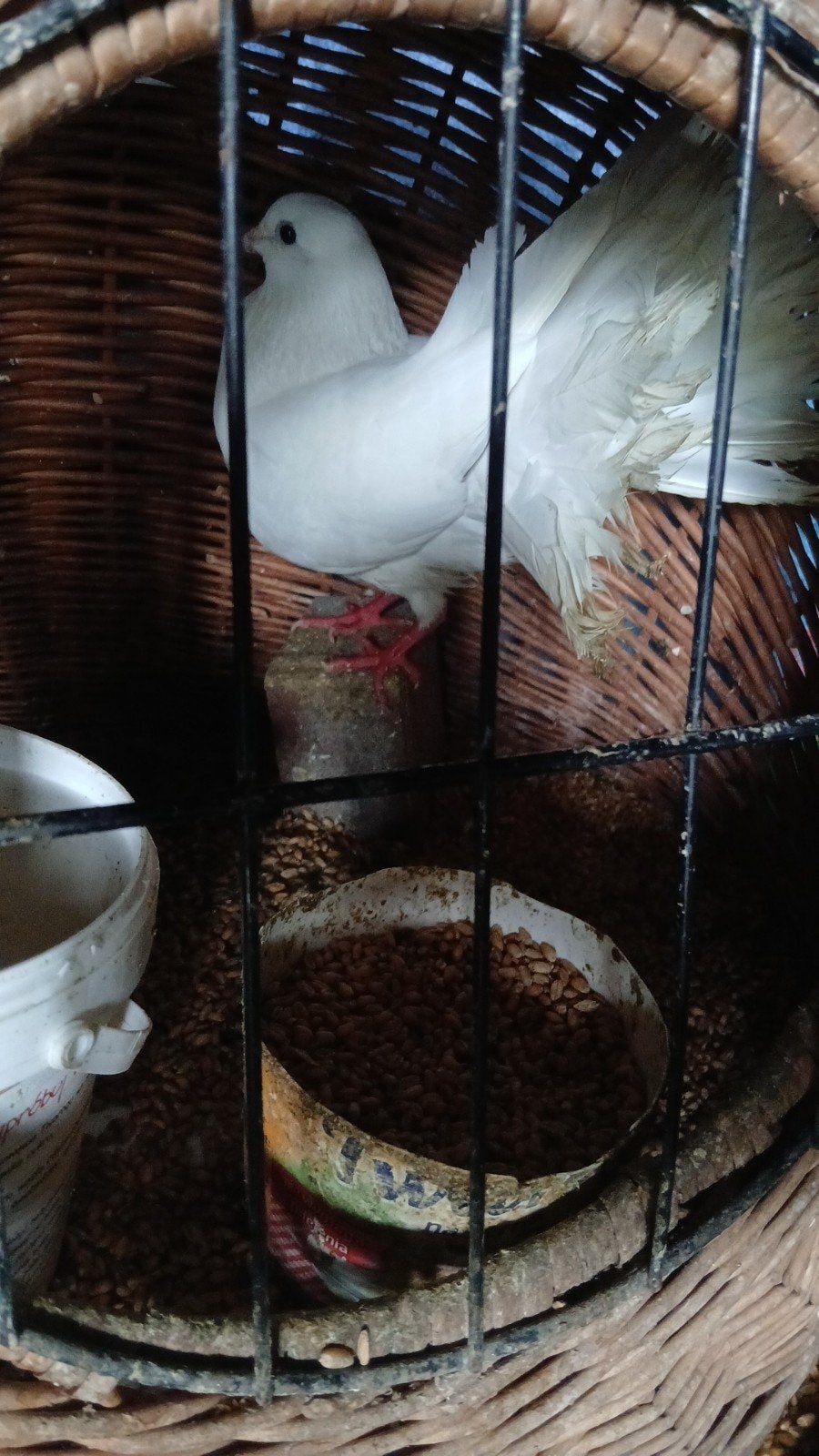 Pauwstaart koppel, Animaux & Accessoires, Oiseaux | Pigeons