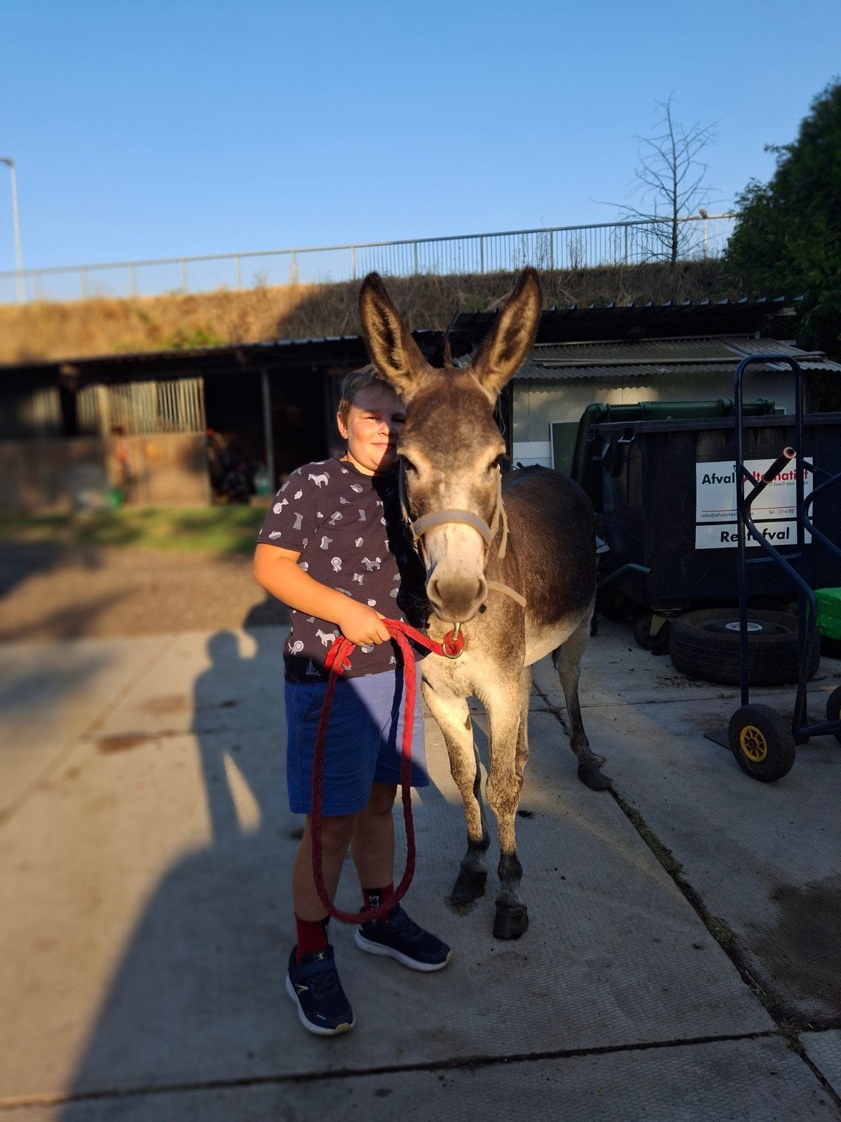 ezel, Animaux & Accessoires, Poneys