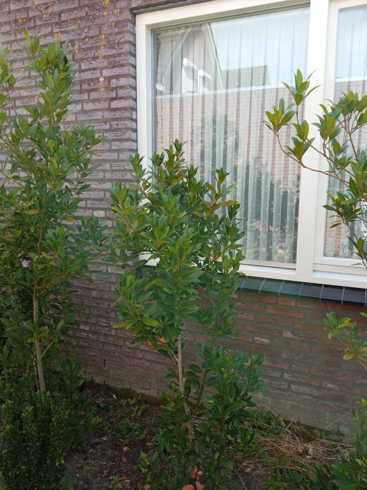 Laurier kruiden keuken variant bol/struik/boom max. 20€, Tuin en Terras, Planten | Bomen, Bolboom, 100 tot 250 cm, Volle zon, Zomer