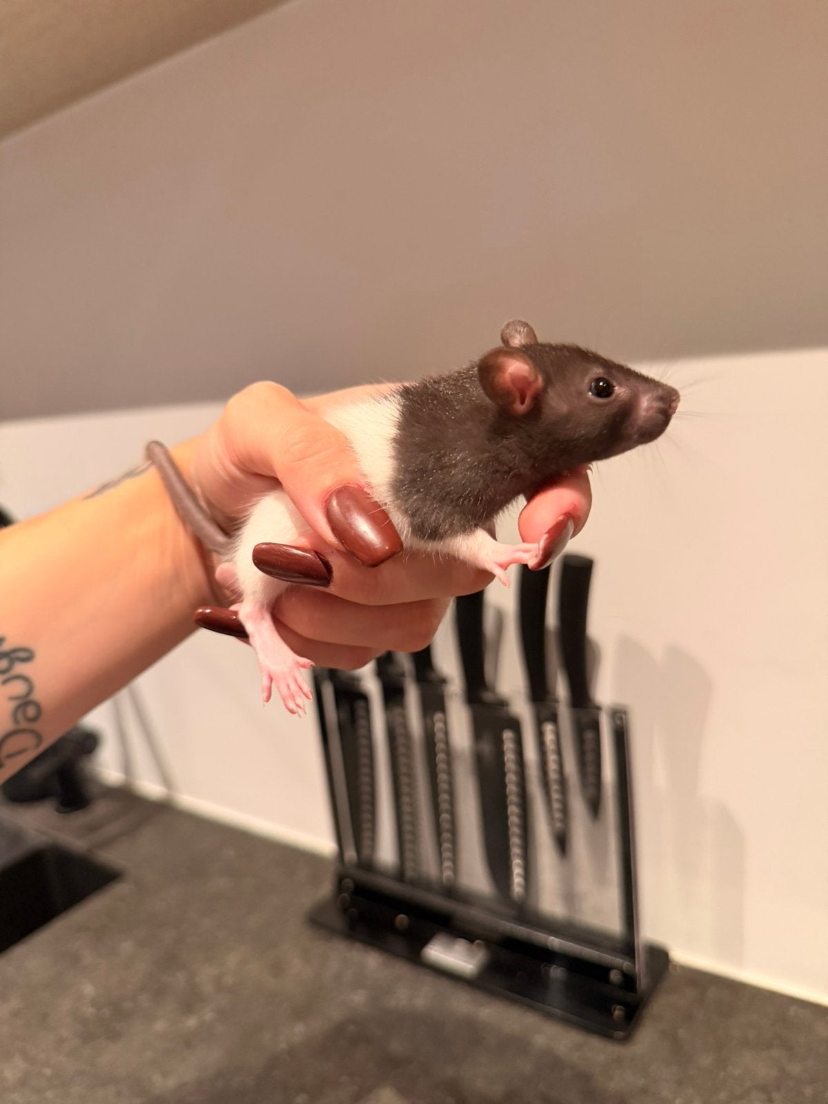 Ratje te koop, Dieren en Toebehoren, Knaagdieren, Rat, Augustus, Vrouwelijk, Tam