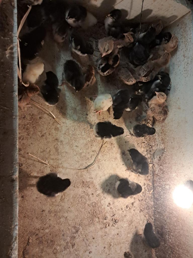 Poussins marans et brahma, Animaux & Accessoires, Enlèvement
