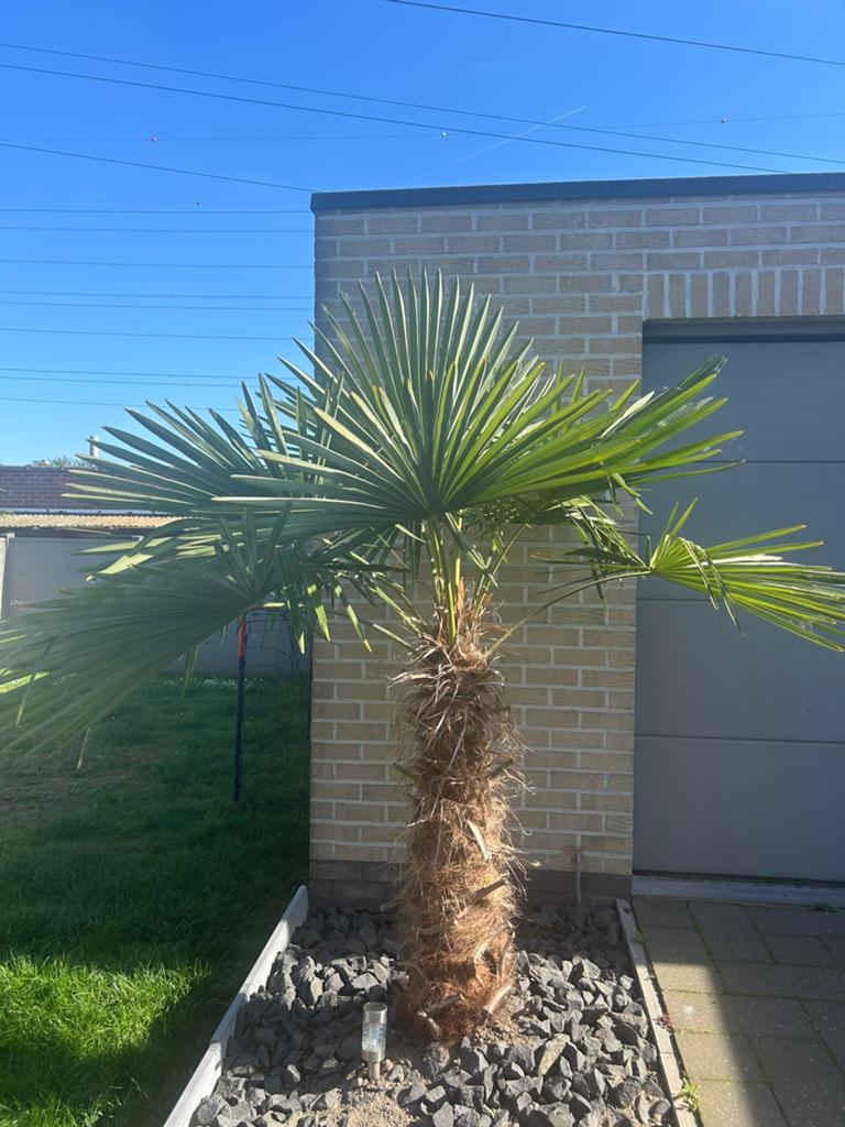 Palmboom winterhard, Tuin en Terras, Ophalen, Palmboom, 100 tot 250 cm