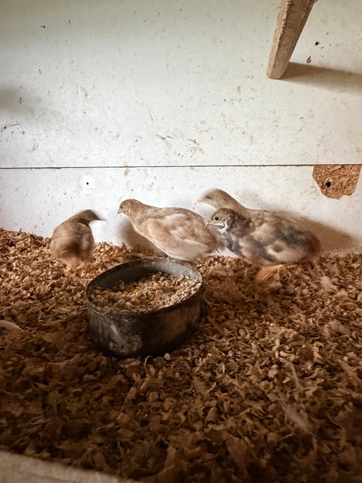 Chinese dwergkwartels te koop, Dieren en Toebehoren, Meerdere dieren, Overige soorten