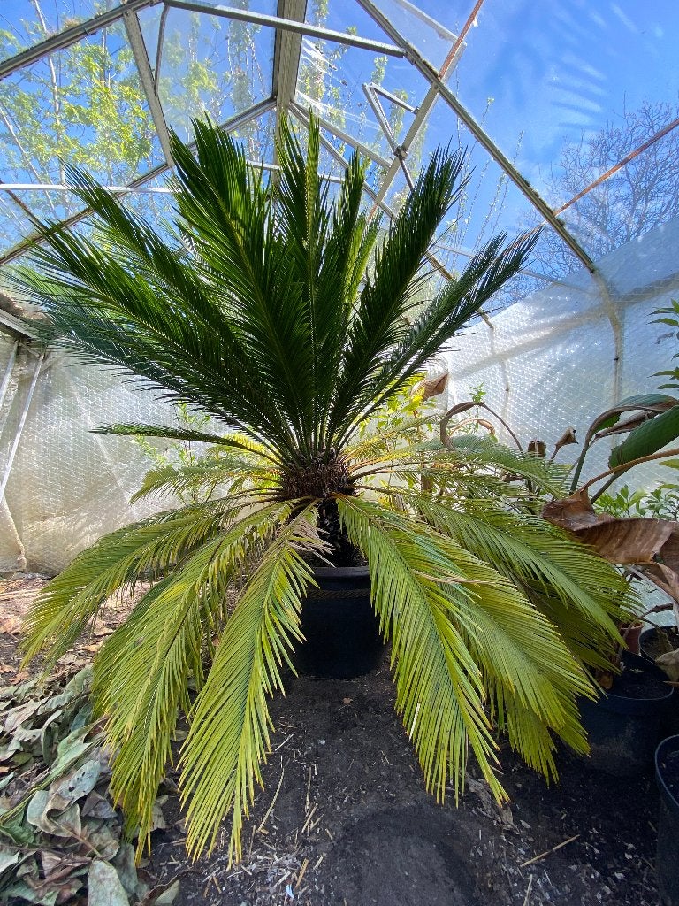 palmboom cyca, Vaste plant, Halfschaduw, Zomer, Ophalen