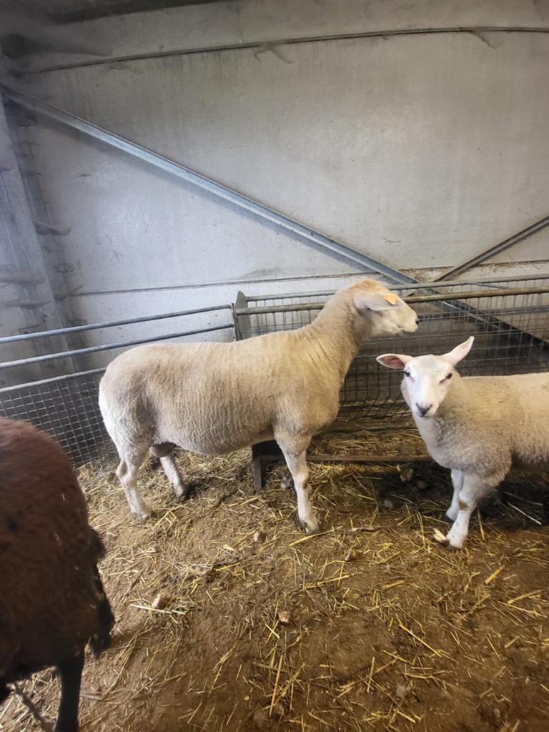 Schaap Vrouwelijk, Dieren en Toebehoren, Schapen, Geiten en Varkens, Vrouwelijk, Schaap, 3 tot 5 jaar