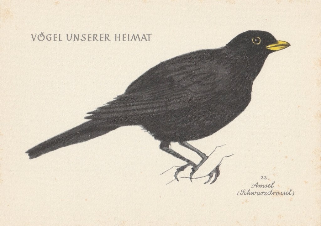 MEREL, Collections, Cartes postales | Animaux, Envoi, Non affranchie, Oiseaux