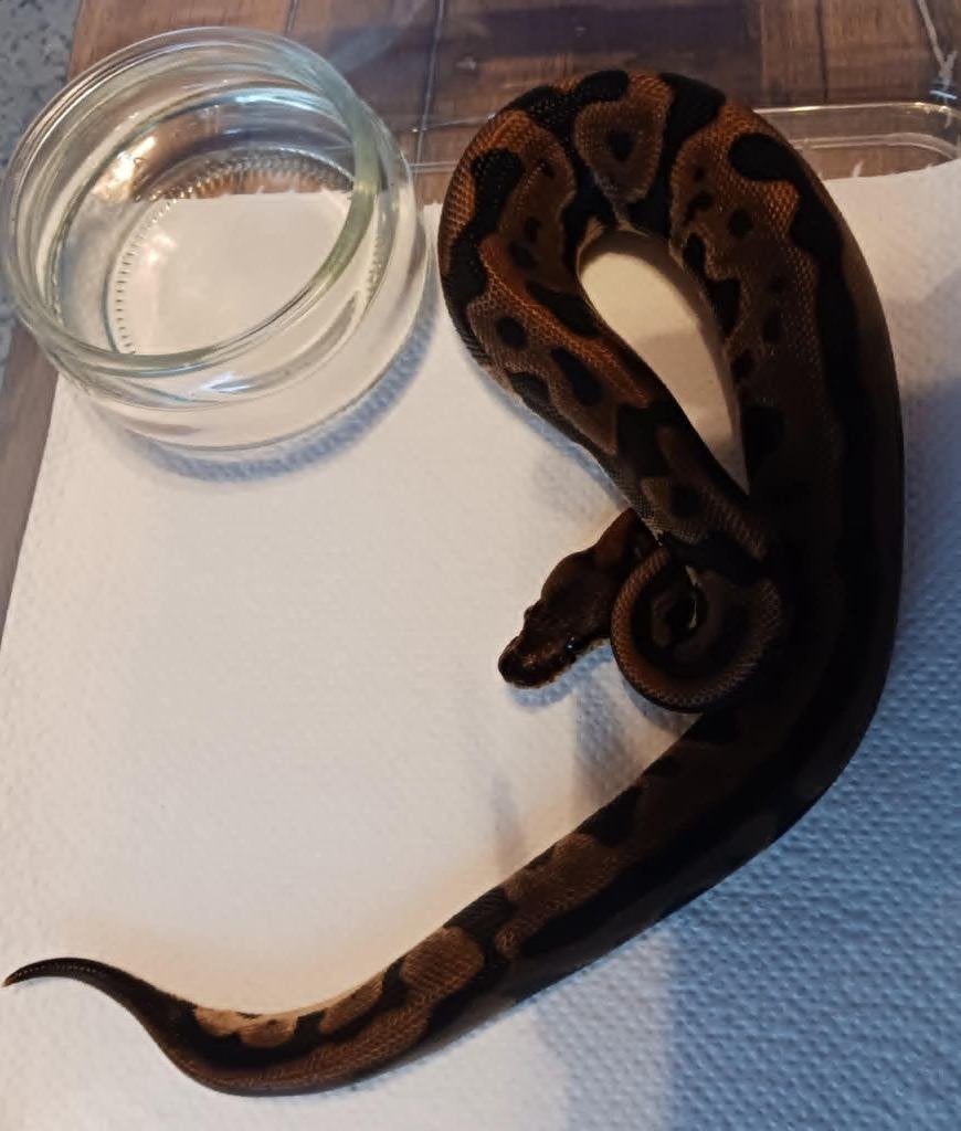 ball pythons Ball Python photo 3