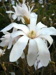 Magnolia Stellata, Ophalen, Halfschaduw