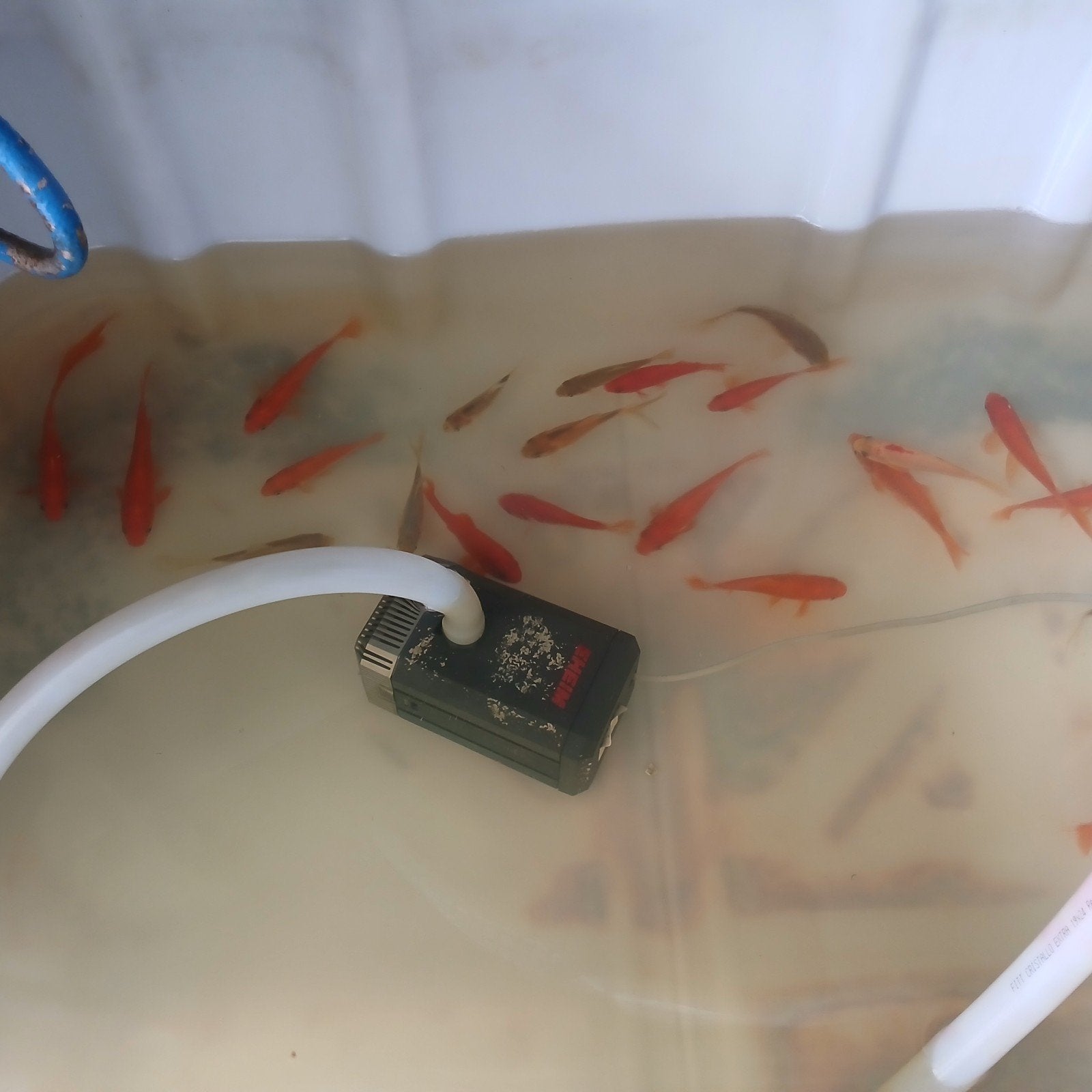 Poisson rouge, Enlèvement ou Envoi