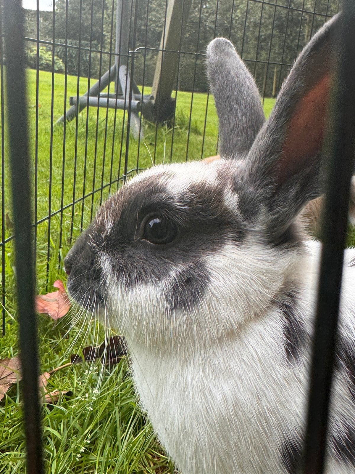 3 super lieve konijntjes, Meerdere dieren, Klein, 0 tot 2 jaar