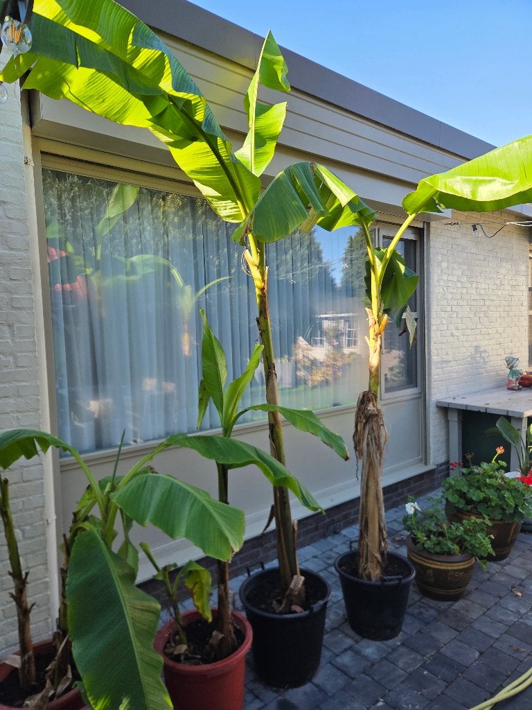 musa basjoo .winterharde bananenplant, Jardin & Terrasse, Enlèvement