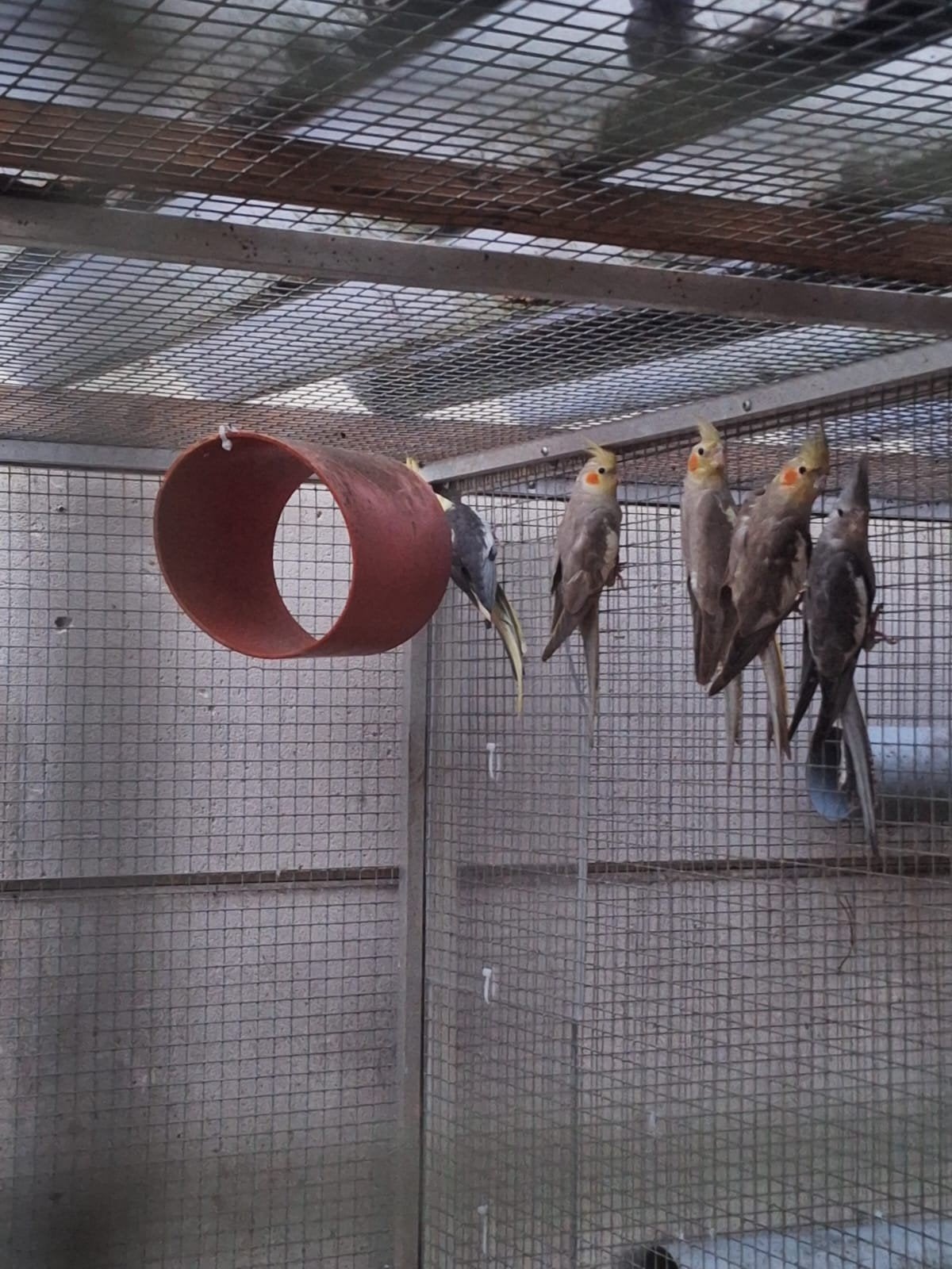 jonge valkparkieten, Plusieurs animaux, Perruche