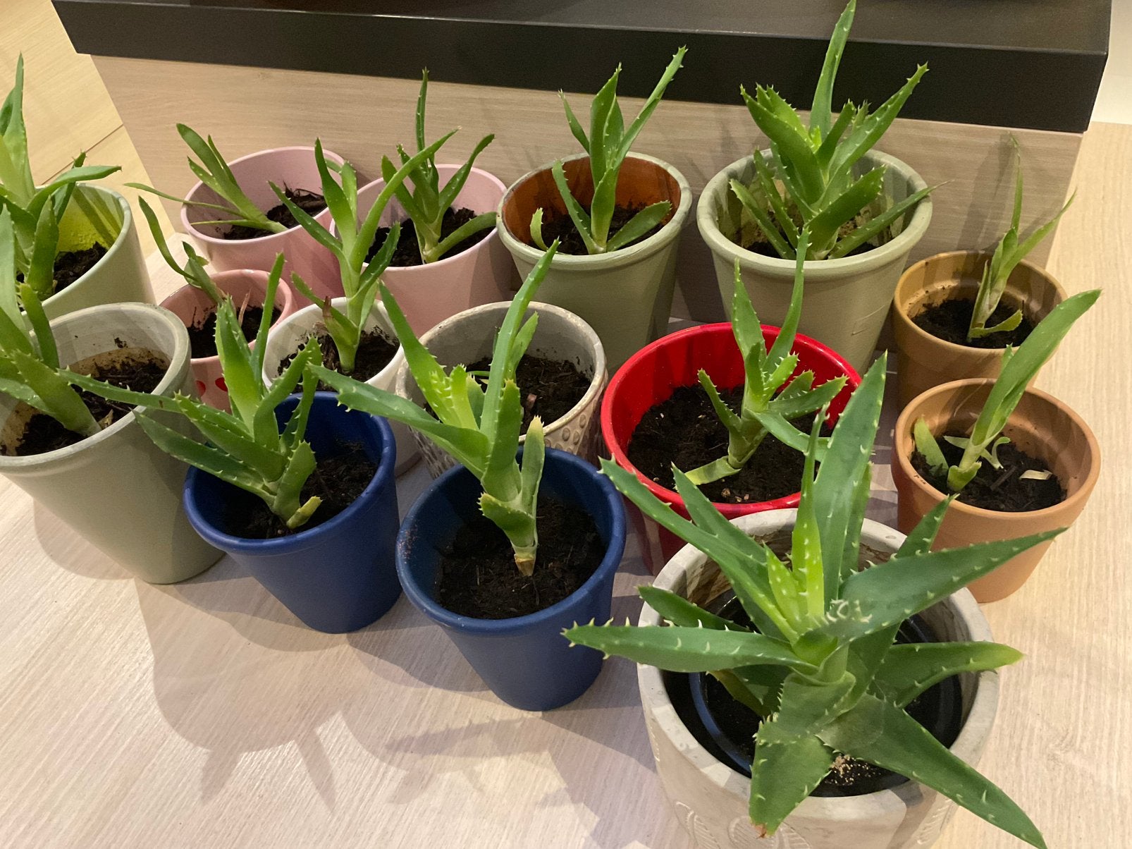 Aloe vera stekjes in pot, Huis en Inrichting, Kamerplanten, Groene kamerplant, Ophalen, In pot, Minder dan 100 cm