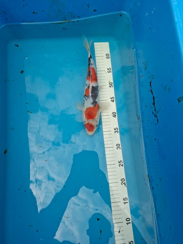 Japanse koi sanke, Dieren en Toebehoren, Karper of Koi