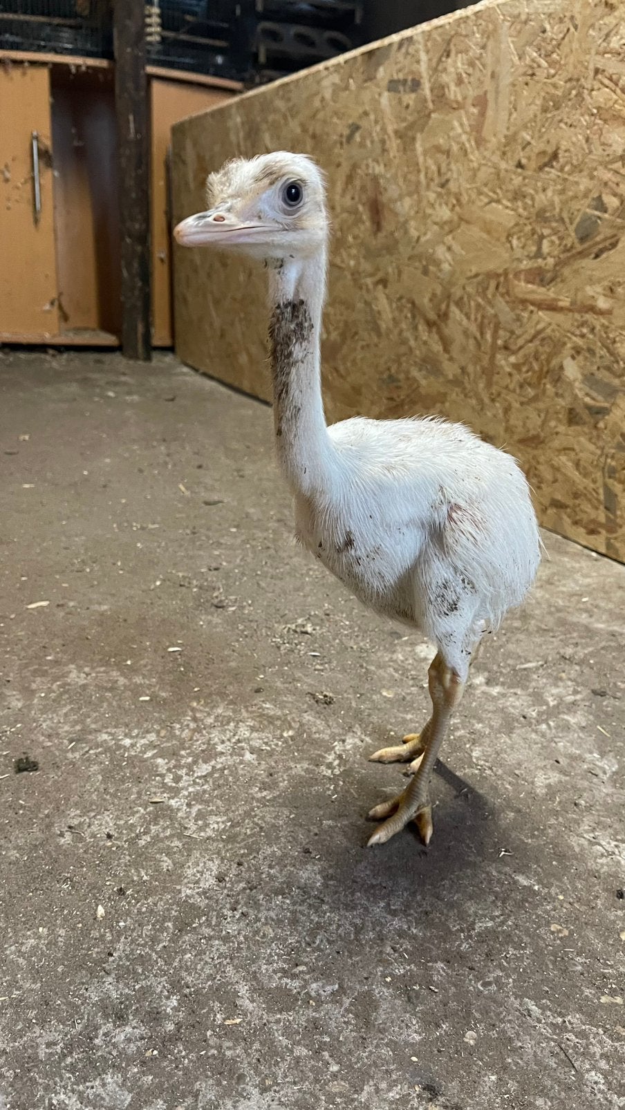 Nandoe kuikens, Dieren en Toebehoren, Pluimvee, Overige soorten, Meerdere dieren