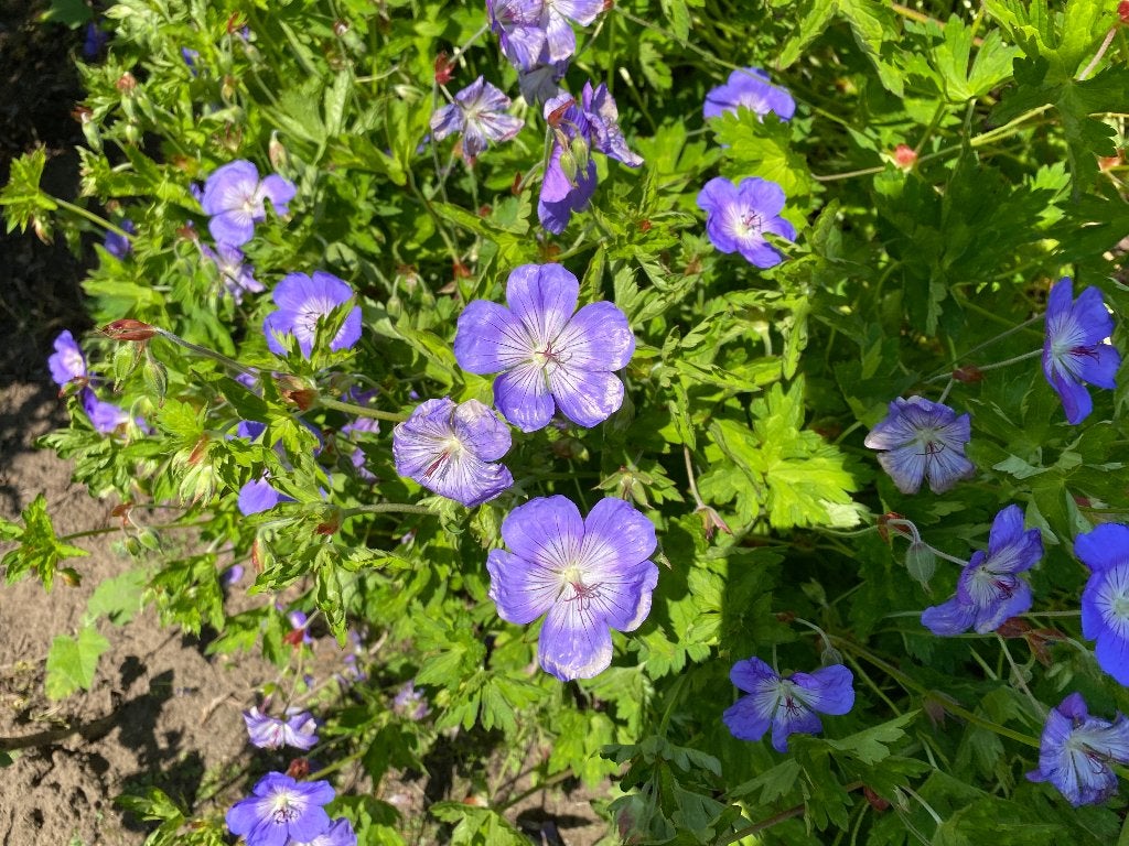 Géranium Rozanne, Enlèvement, Plante fixe