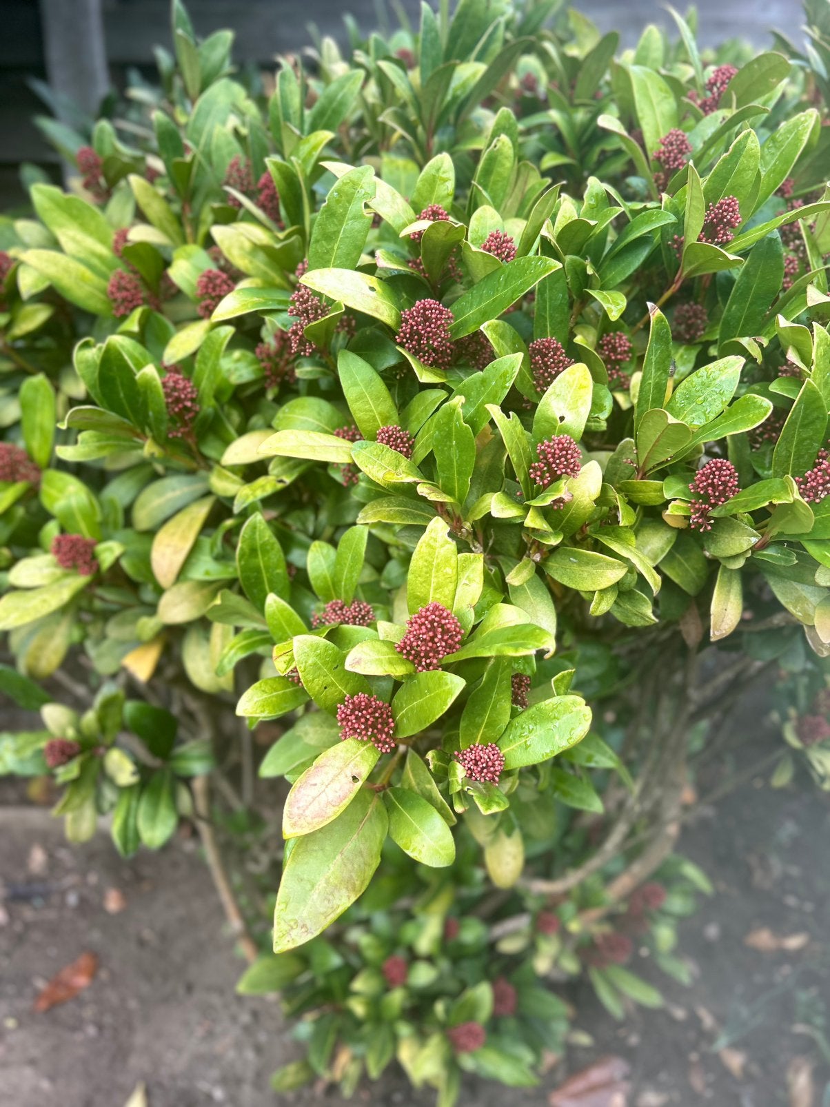 Skimmia struik, Tuin en Terras, Ophalen