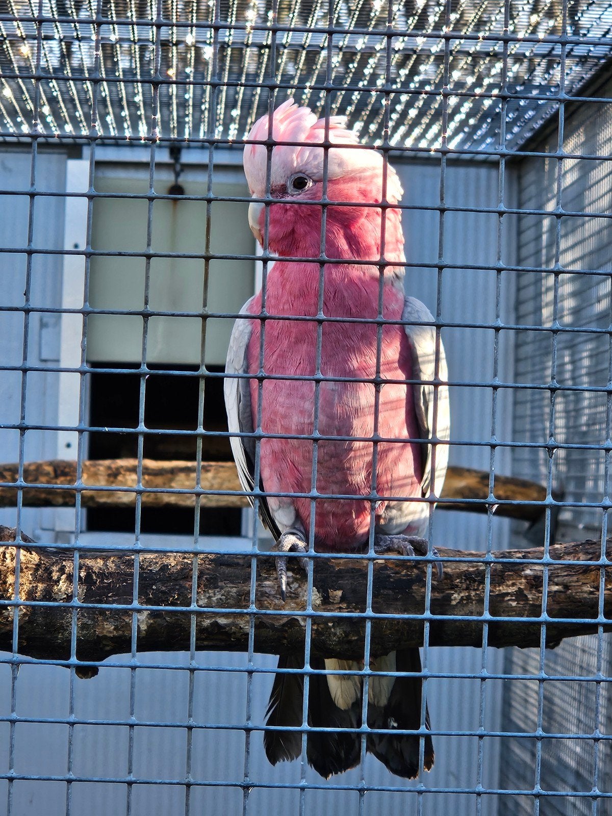 Rose kaketoe, Dieren en Toebehoren, Vogels | Parkieten en Papegaaien
