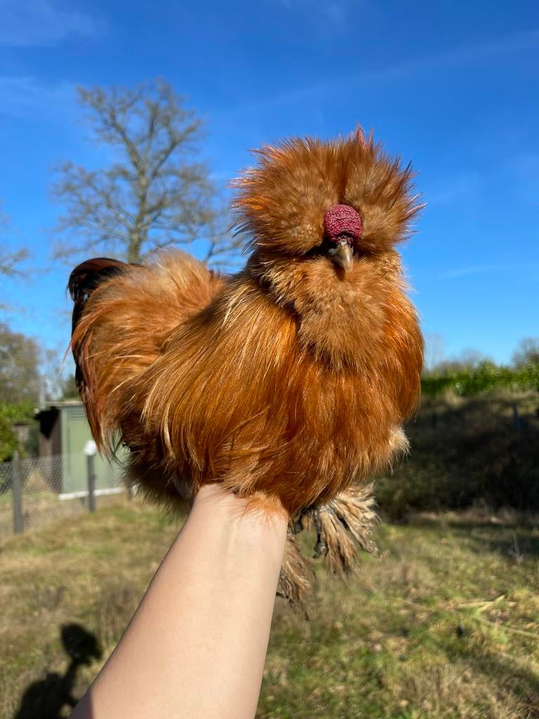 Broedeitjes USA zijdehoen, Dieren en Toebehoren, Pluimvee