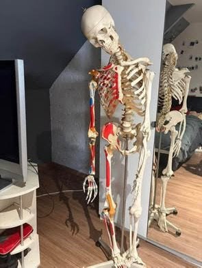 Anatomisch skelet met spier- en botaanhechtingen + bundel, Ophalen, Zo goed als nieuw