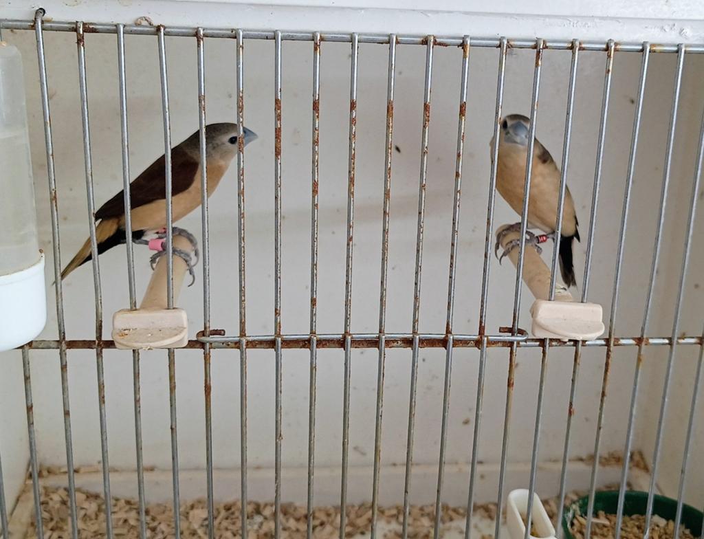 5-5 gele rietvinken te koop., Meerdere dieren, Tropenvogel, Geringd
