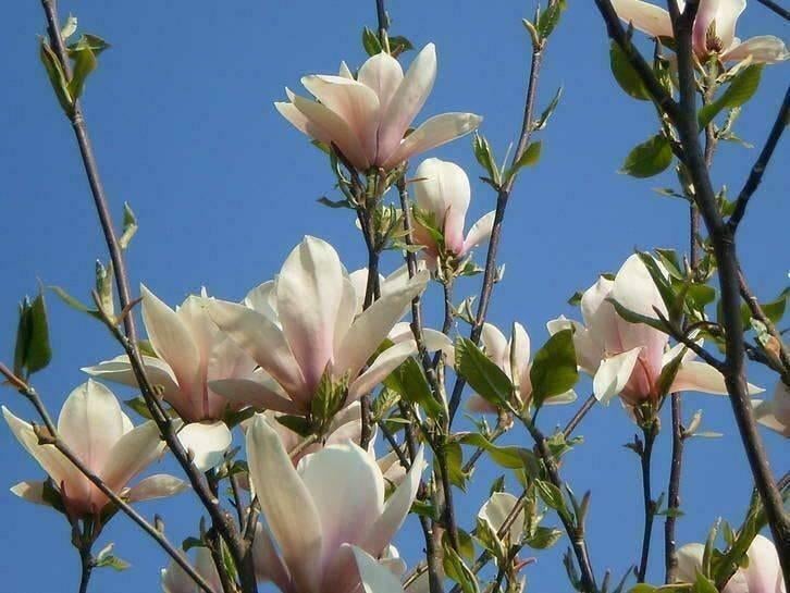 Des arbres pour votre jardin, directement sortis de la, Enlèvement ou Envoi
