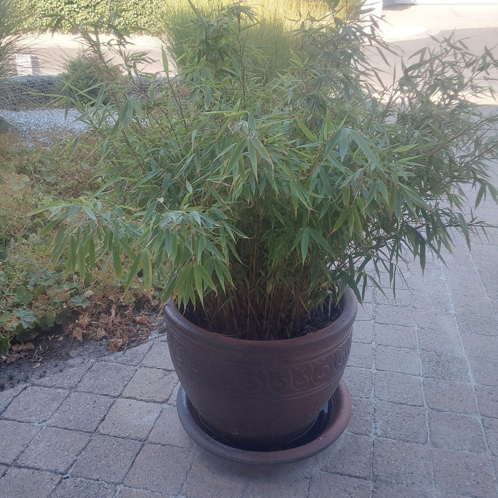 mooie grote bloempot 41 cm hoog met grote bamboeplant, Tuin en Terras, Ophalen