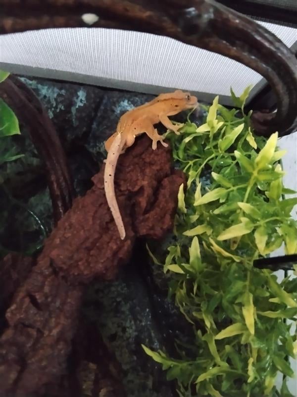 Crested Gecko (M) – Tangerine Dalmatian  – €110, Dieren en Toebehoren, Hagedis, Tam, 0 tot 2 jaar