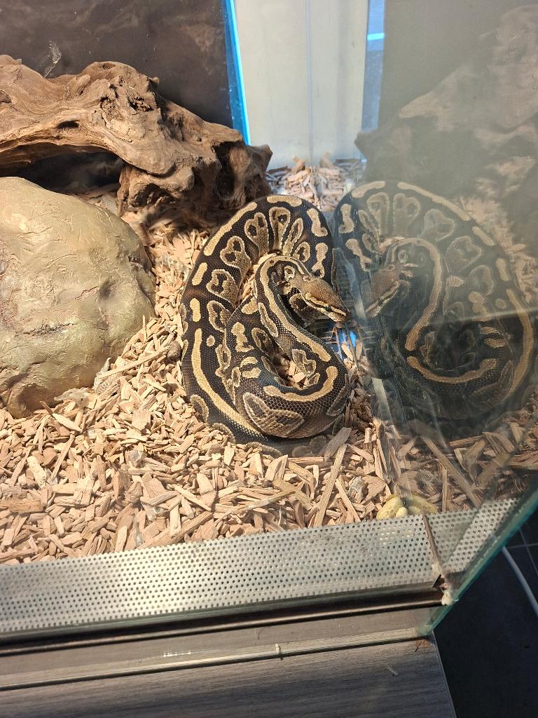 Tekoop, Dieren en Toebehoren, Reptielen en Amfibieën, Slang, Tam, 3 tot 6 jaar
