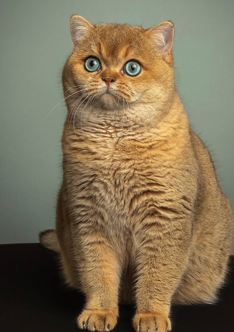 Brits korthaar kater black golden shaded met stamboom, Dieren en Toebehoren, Katten en Kittens | Raskatten | Korthaar, Kater, Met stamboom