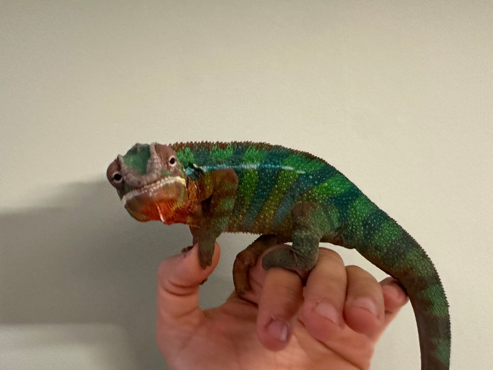 panterkameleon samen met een volledig ingericht terrarium., Hagedis, Met terrarium, 0 tot 2 jaar